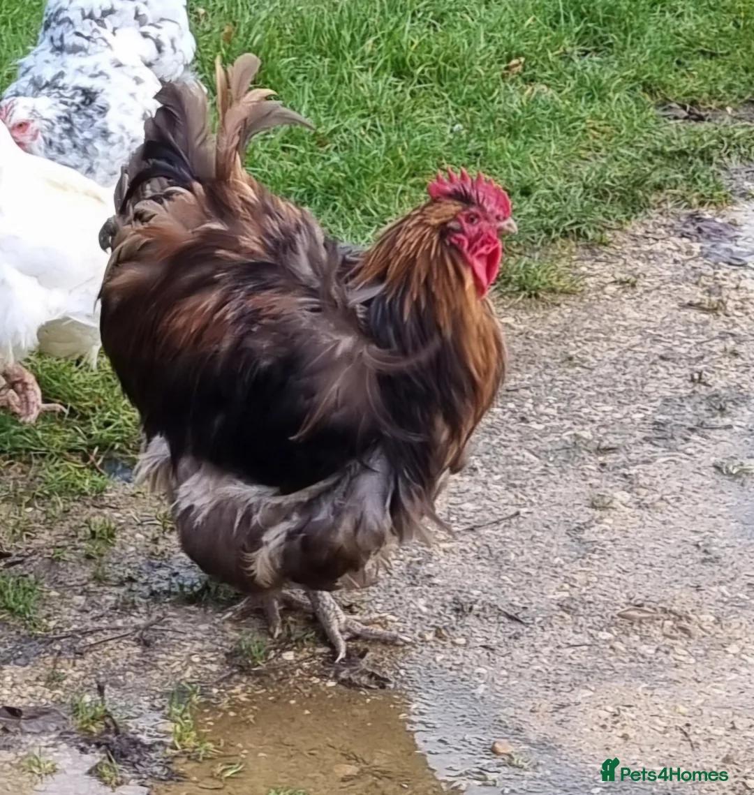 Chickens poultry for sale: Orpington English Rare Colour - Advert 2