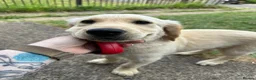 Golden Retriever dogs for sale: 11 Weeks Old Golden Retriever Boy - Advert 3