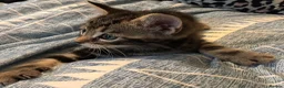 Mixed Breed cats for sale: Beautiful tabby tabby/white kittens in Lydney - Advert 3