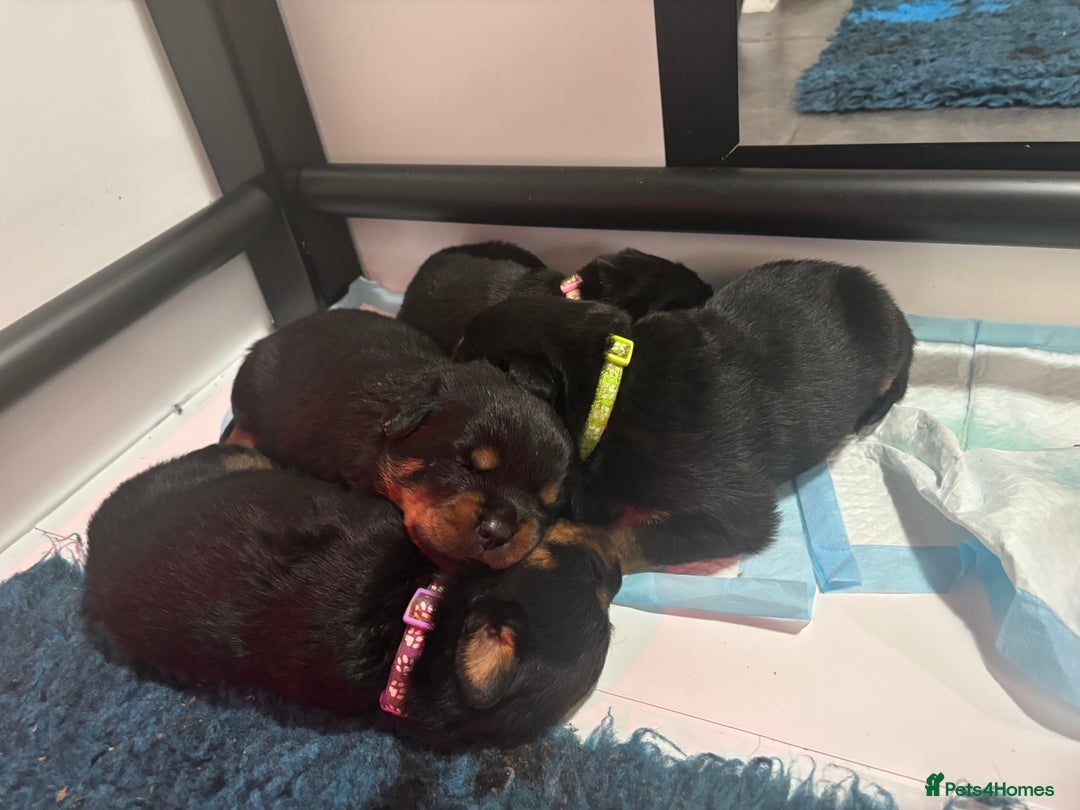 Rottweiler dogs for sale: Rottweiler Puppies  - Advert 9