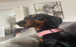 Dachshund dogs for sale: Standard smmoth haired dachshund  - Image 4
