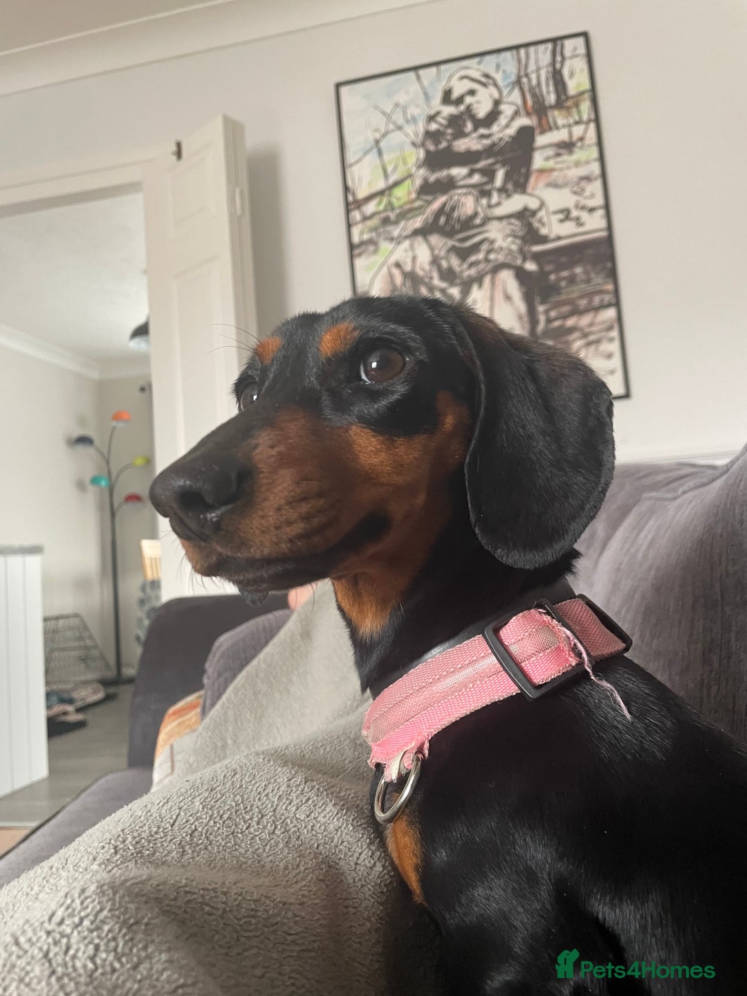 Dachshund dogs for sale: Standard smmoth haired dachshund  - Image 4