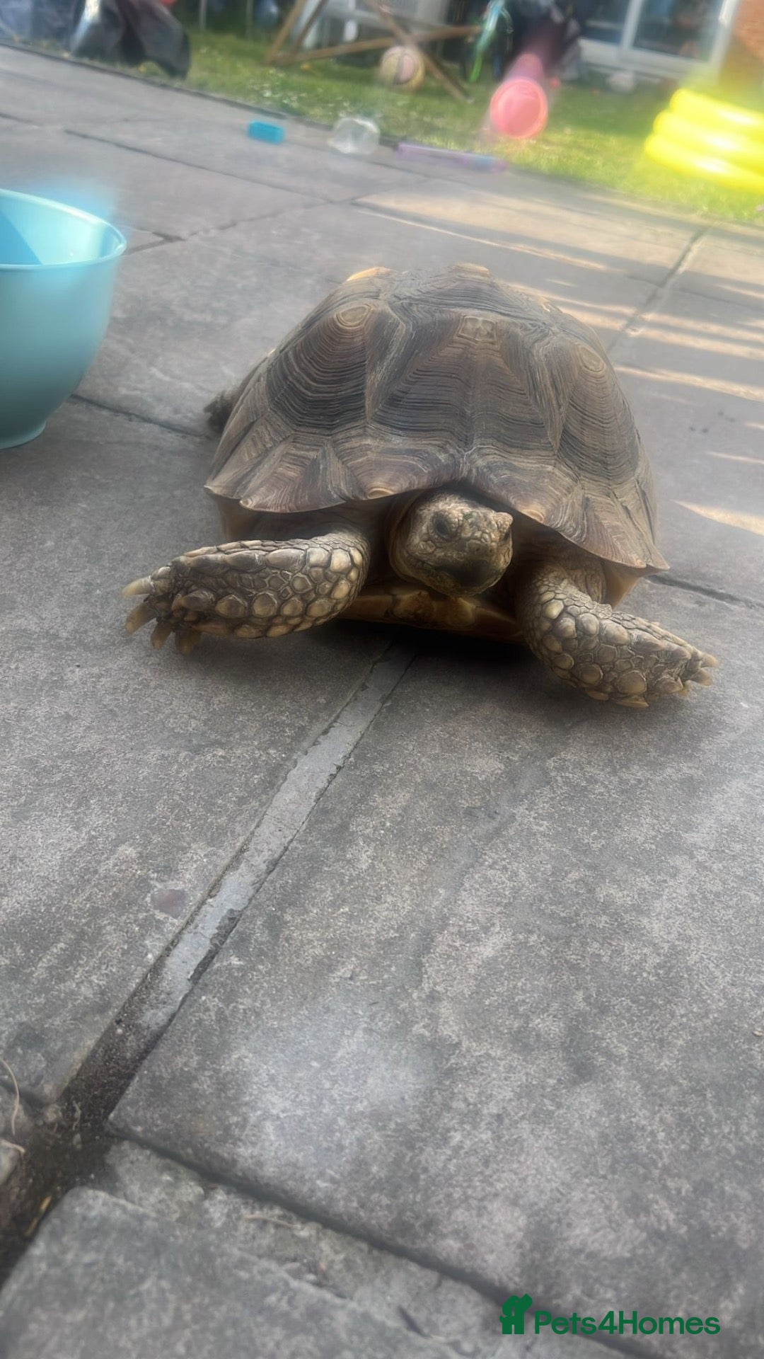 Tortoise reptiles 5 years old Sulcata for sale  - Advert 2