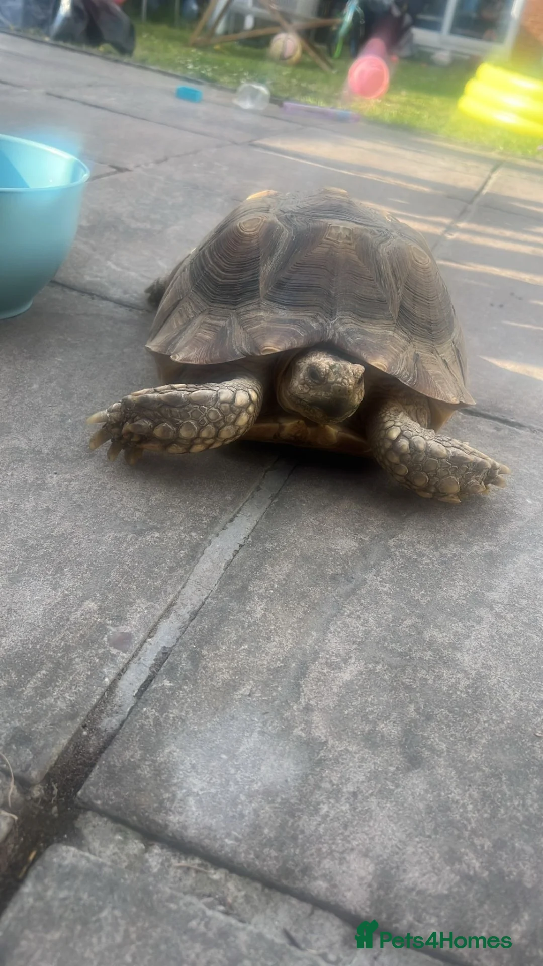 Tortoise reptiles for sale: 5 years old Sulcata for sale  - Advert 1