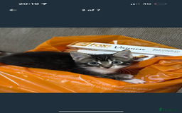 Mixed Breed cats for sale: 3 beautiful female kittens  - Image 2