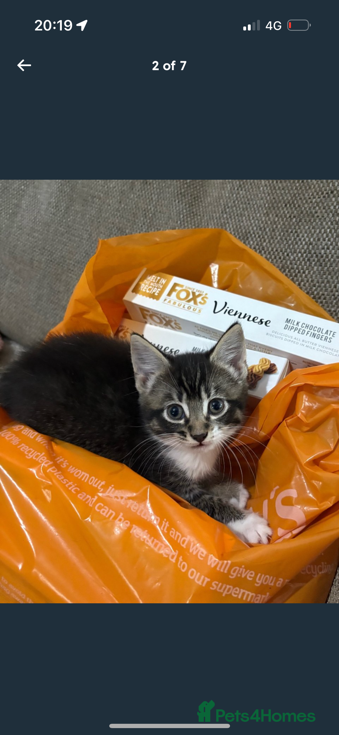 Mixed Breed cats for sale: 3 beautiful female kittens  - Image 2