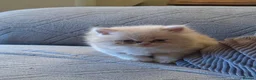 Persian cats for sale: Two gorgeous playful male kittens - Advert 8