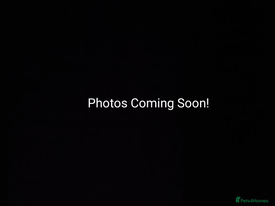 Rat rodents for sale: November Litters: 23 Rats For Sale - Image 1