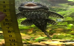 Plecos fish for sale: L144 Blue Eyed Bristlenose Pleco size 3 cm - Image 11