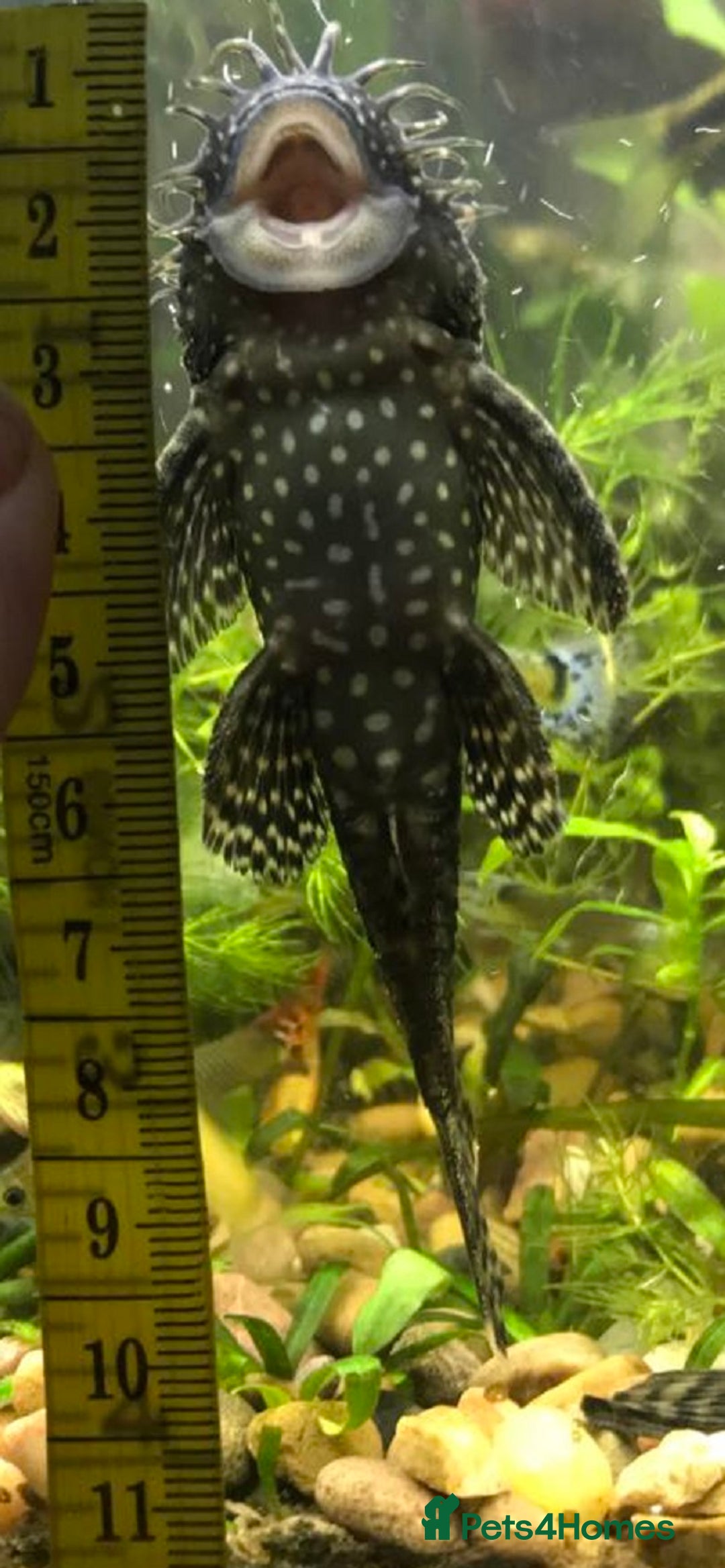 Plecos fish for sale: L144 Blue Eyed Bristlenose Pleco size 3 cm - Image 11