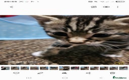 Bengal cats for sale: Bengala - Image 13