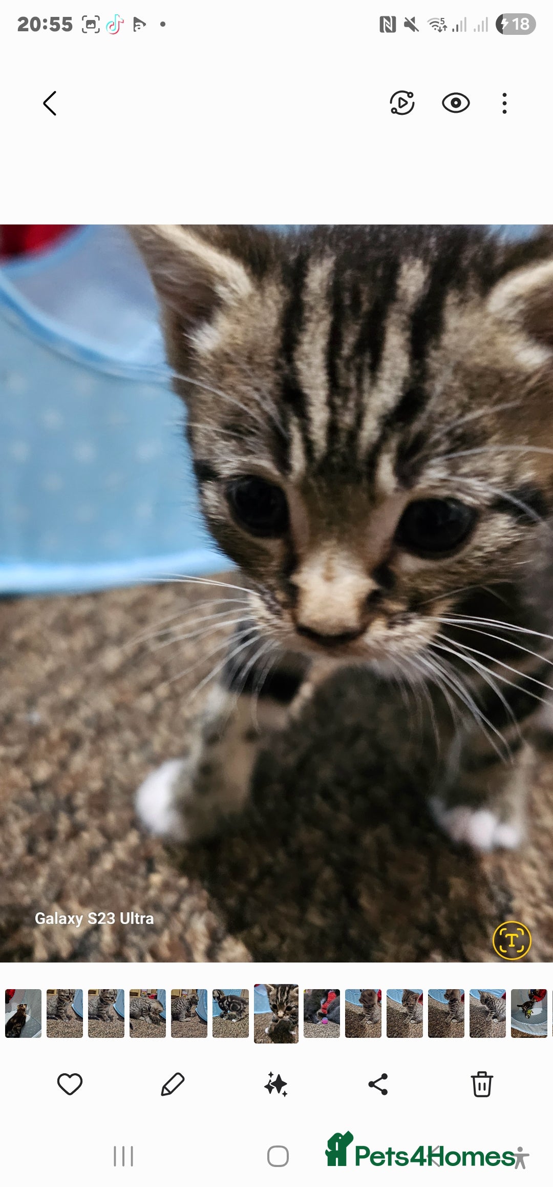Bengal cats for sale: Bengala - Image 13