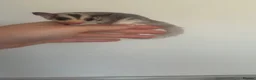 Sugar Glider rodents for sale: Female mosaic sugar glider  - Advert 6