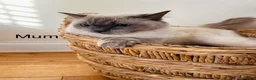 Ragdoll cats for sale: Female ragdoll  - Advert 12