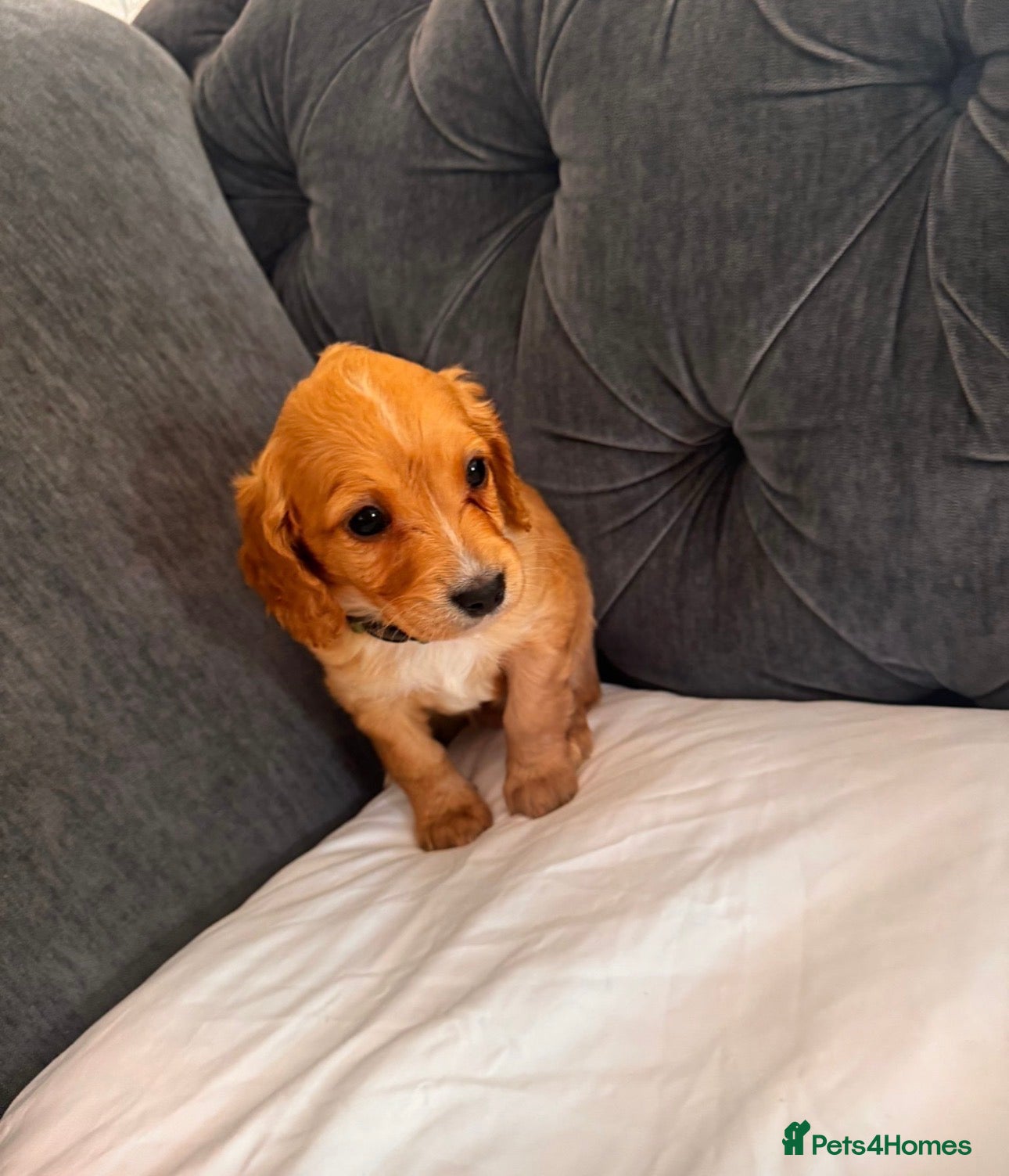 Cockapoo dogs ❌ READY NOW ❌ cockapoo puppies  - Advert 2