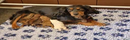 Cockapoo dogs for sale: 💥RARE COLOUR H/TESTED TOY F1 COCKAPOOS FOR SALE💥 - Advert 4