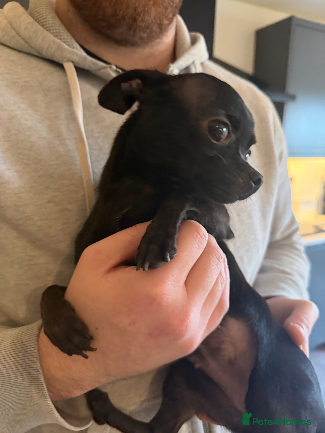 Chihuahua dogs for sale: Black Chihuahua  - Advert 2