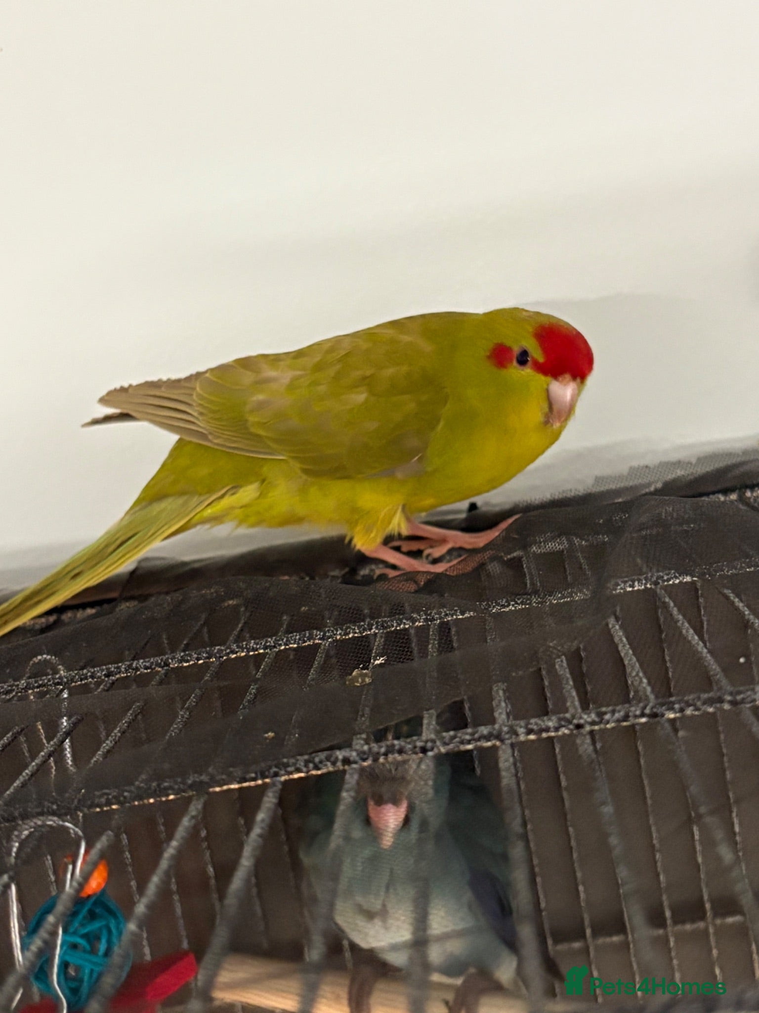 Parakeets birds Kakarikis ready for homes !  - Advert 1