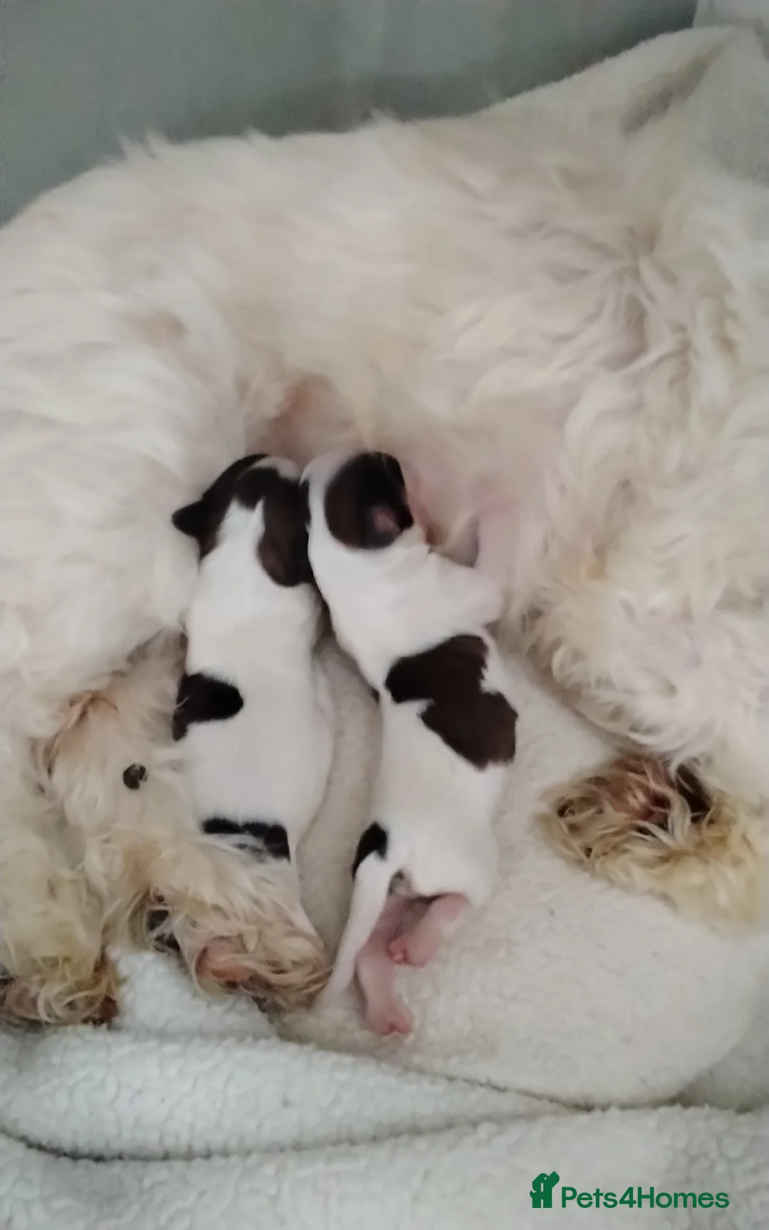 Cava Tzu dogs for sale: 6 beautiful baby's  - Advert 4