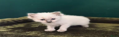 Ragdoll 2