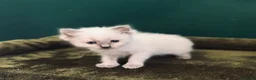 Ragdoll cats for sale: 3 beautiful Lilac point Ragdoll Kittens in Fleetwood - Advert 4