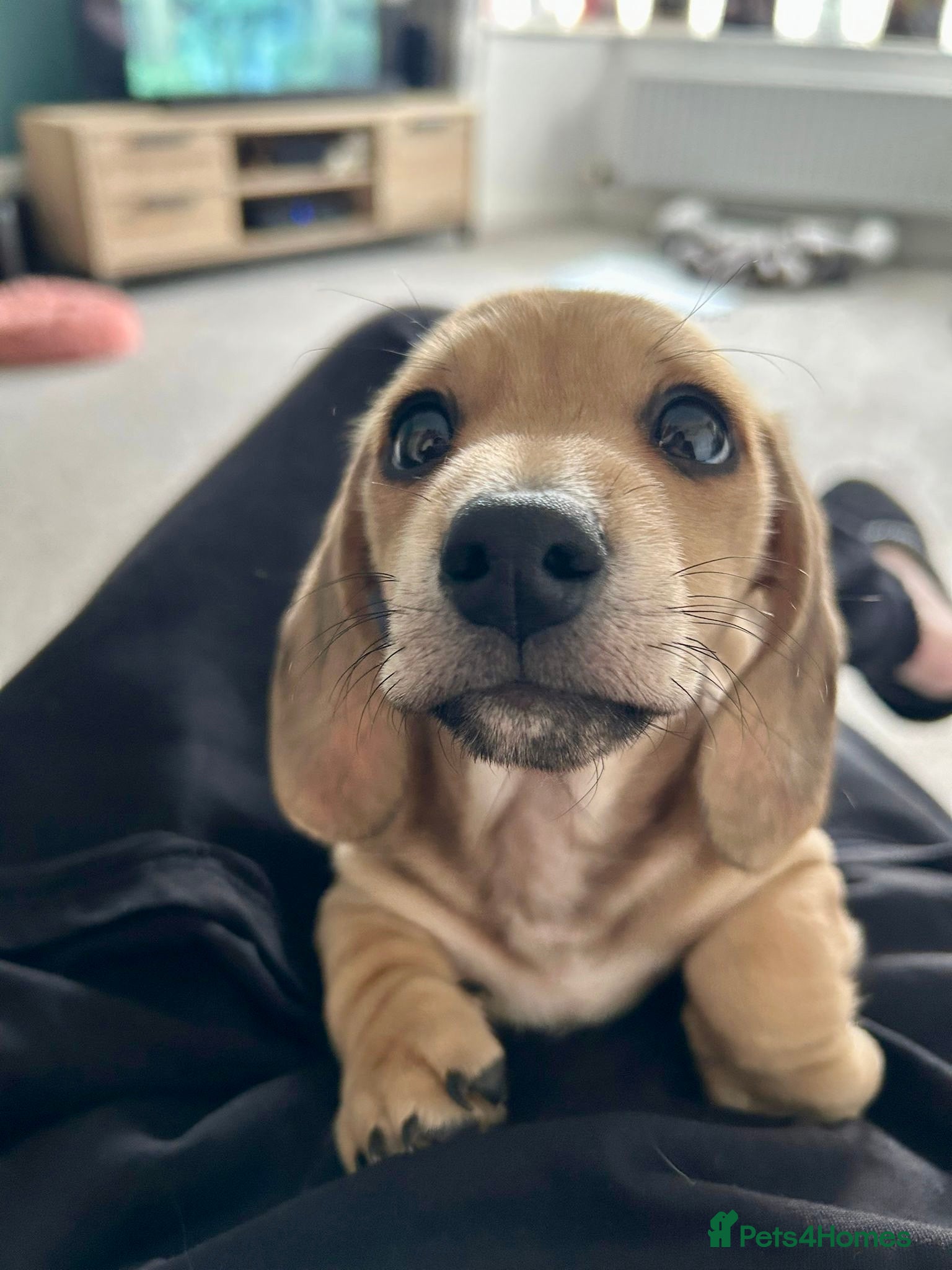 Miniature Dachshund dogs Cream mini dachshund KC reg boy - ready now - Advert 8