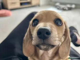 Miniature Dachshund dogs Cream mini dachshund KC reg boy - ready now - Advert 8