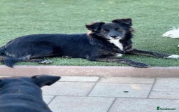 Mixed Breed dogs for adoption: Cute Briggie looking for LOVE - Image 1