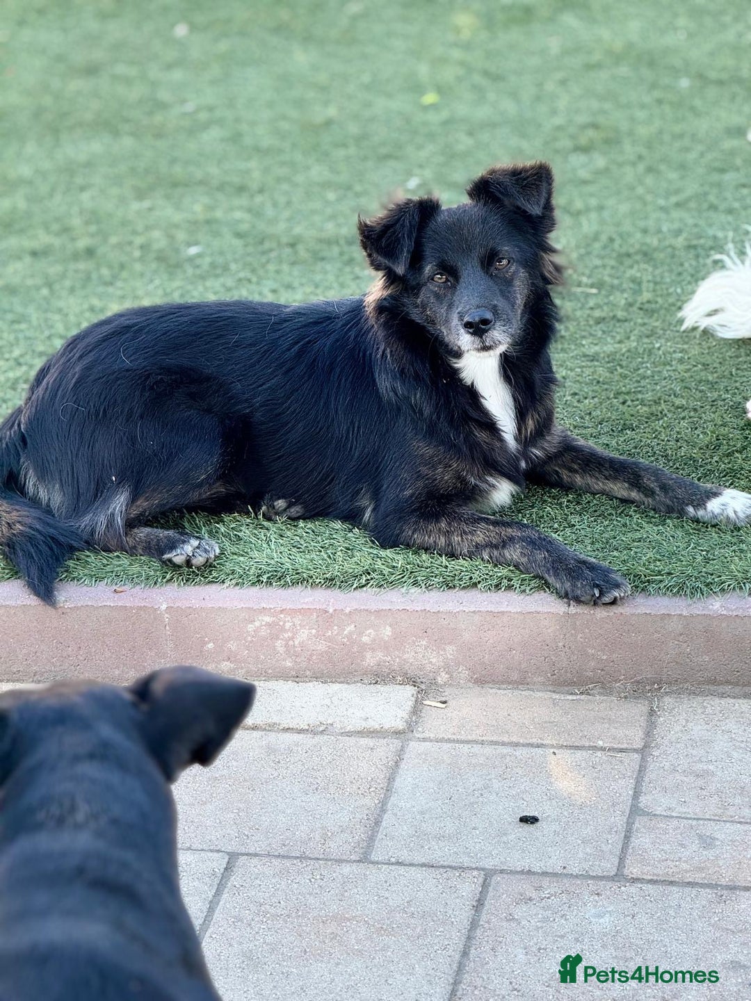 Mixed Breed dogs for adoption: Cute Briggie looking for LOVE - Image 1