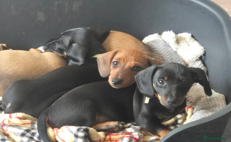 Miniature Dachshund dogs - Advert 2