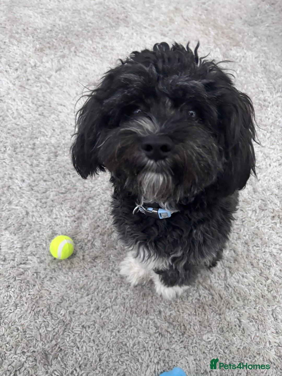 Mixed Breed dogs for sale: Bichon x havanese male 1 year old - Advert 2