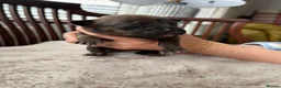 Mixed Breed dogs for sale: 8 Bullpei x French BullDog puppies for sale  - Advert 13
