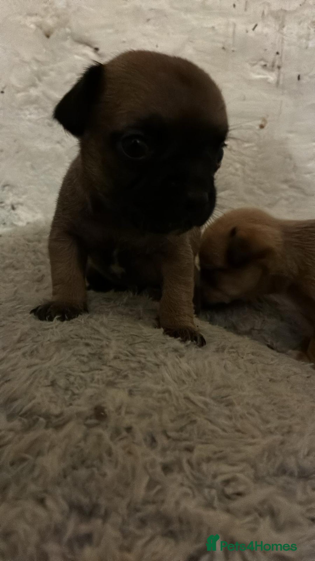 Chihuahua dogs for sale: Baby girl full chihuahua  - Advert 2