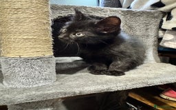 Mixed Breed cats for sale: Mixed breed two kittens  - Image 8