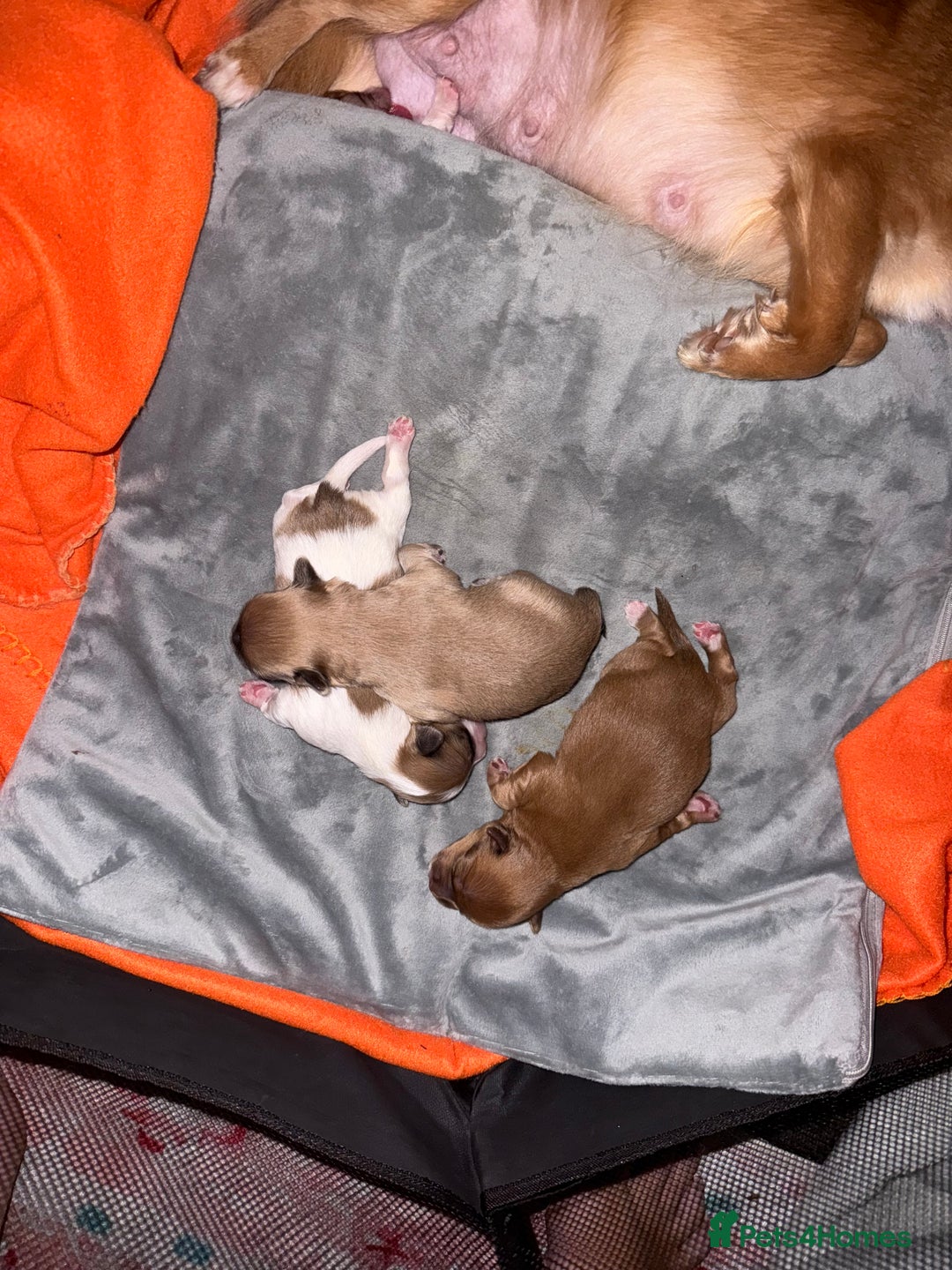 Mixed Breed dogs for sale: Beautiful pups for sale!  - Advert 4