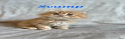 Persian cats for sale: 5 Beautiful Pure Persian Kittens - Advert 9