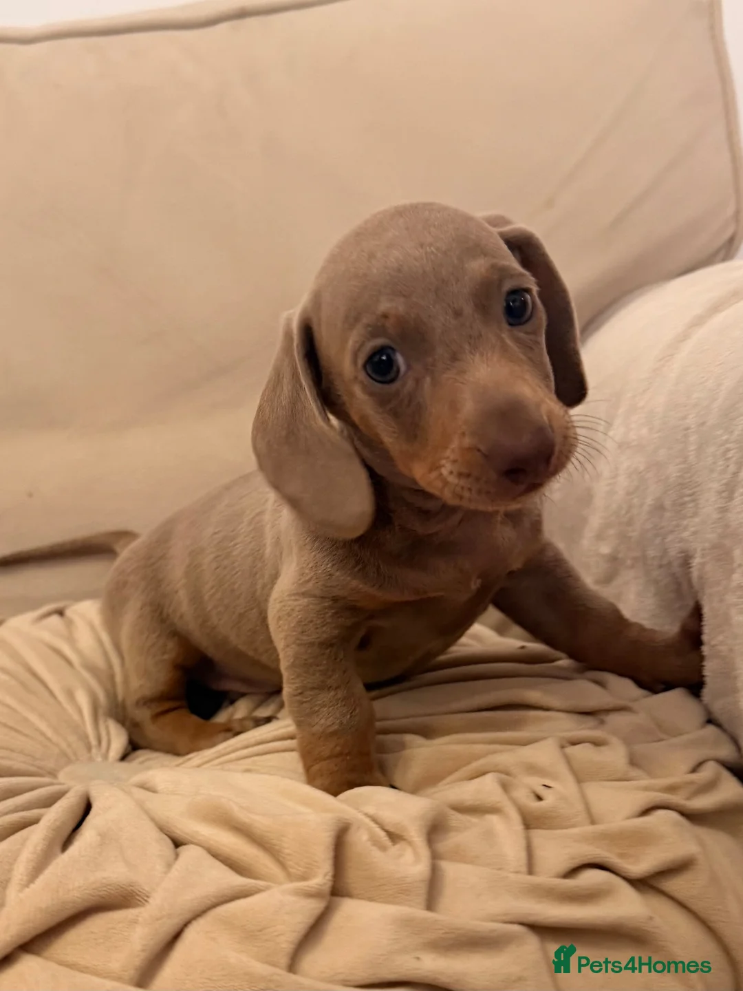 Dachshund dogs for sale: Dachshund 2boys ready to leave - Advert 9