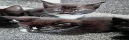 Mixed Breed cats for sale: Kittens 4 sale - Advert 4
