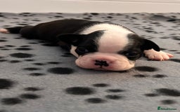 Boston Terrier dogs for sale: Beautiful Chunky KC Boston Terrier Puppies - Image 27