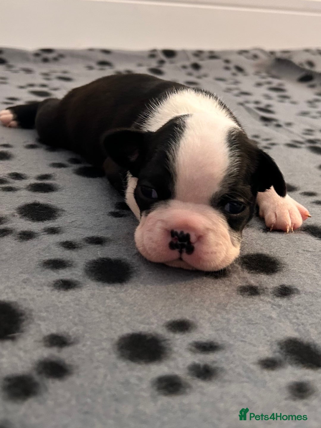 Boston Terrier dogs for sale: Beautiful Chunky KC Boston Terrier Puppies - Image 27
