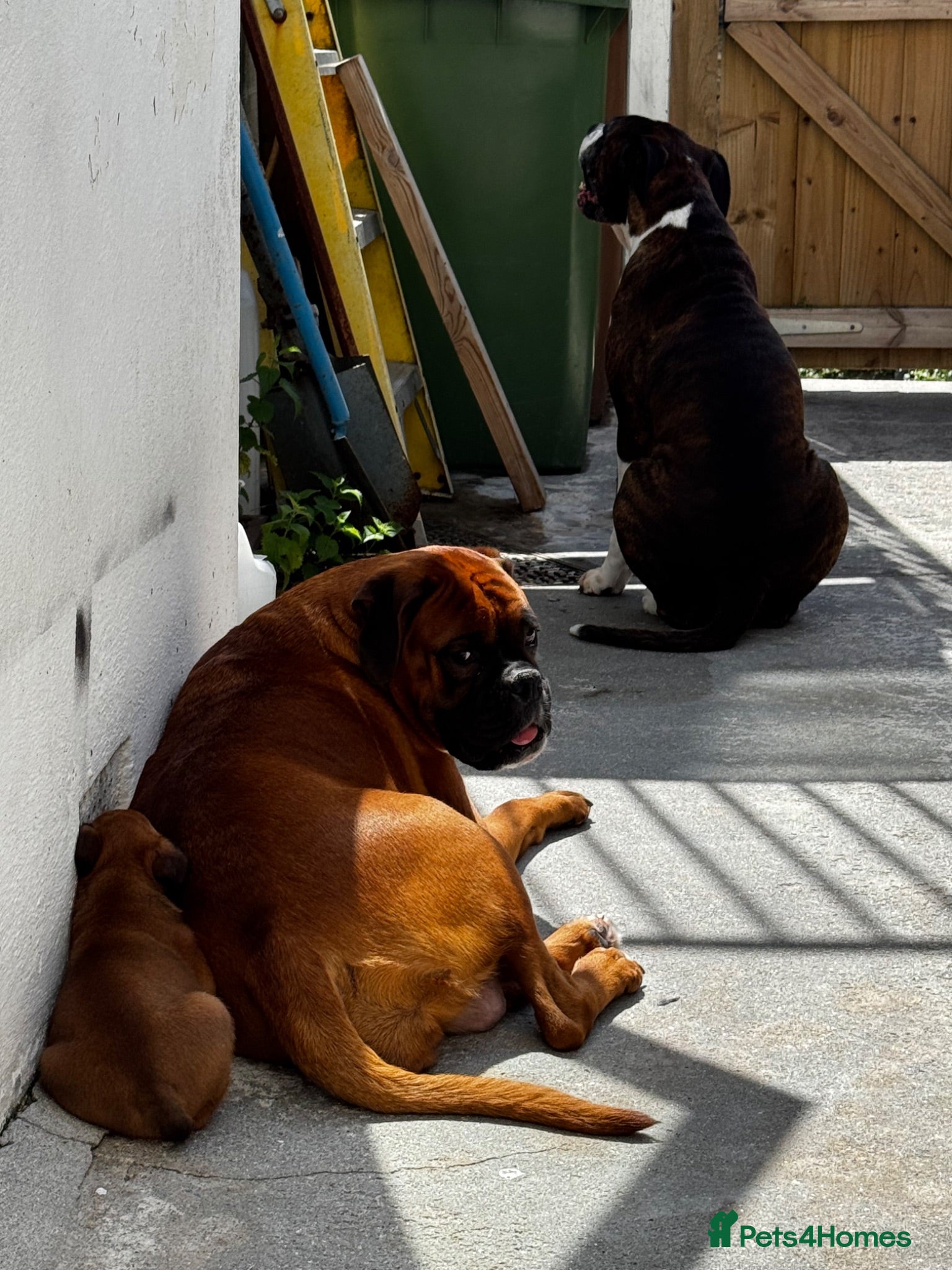 Boxer dogs charthaihen boxers - Advert 3