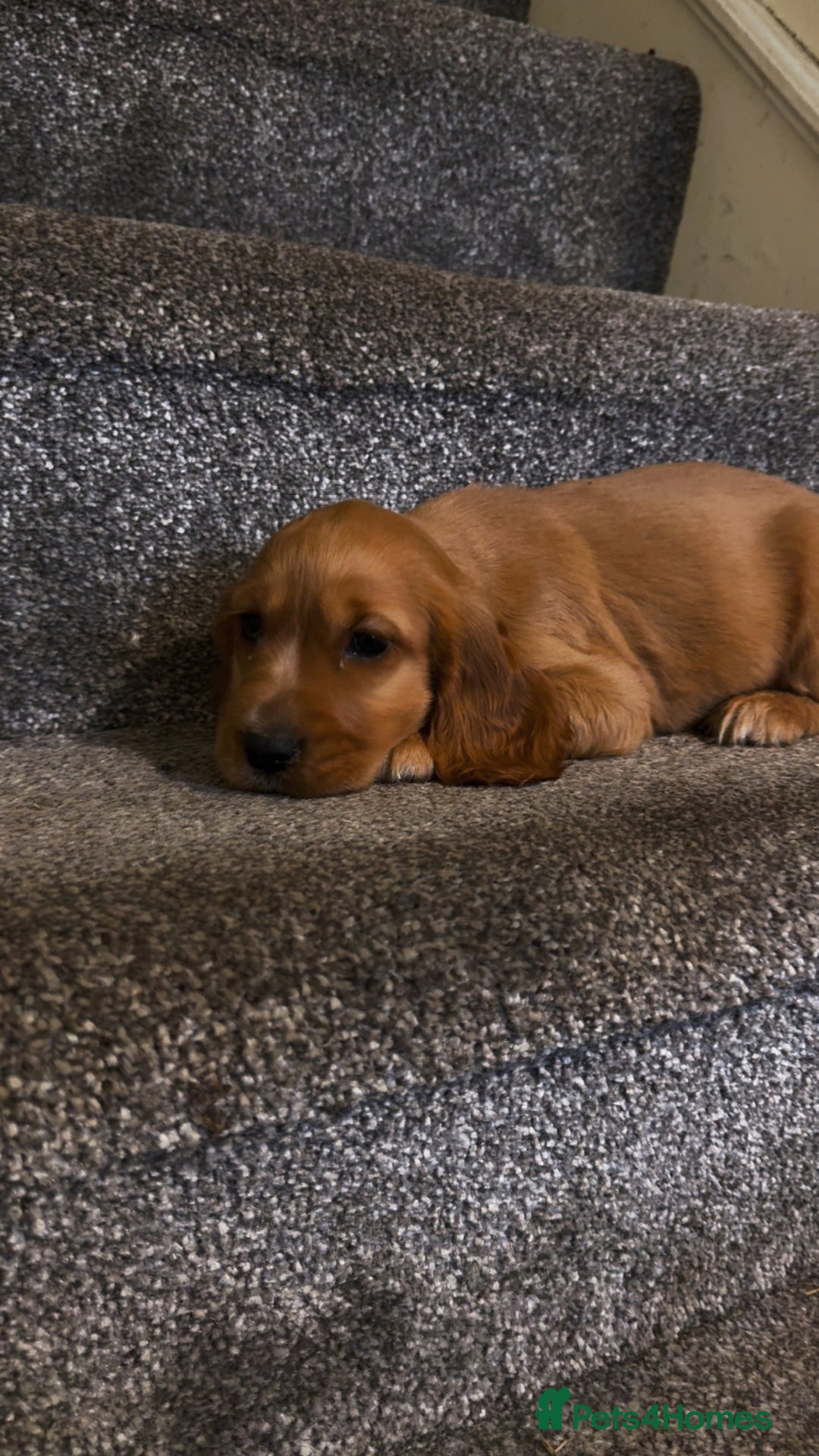 Cocker Spaniel dogs for sale: Show cocker spaniel puppies ready now  - Advert 4