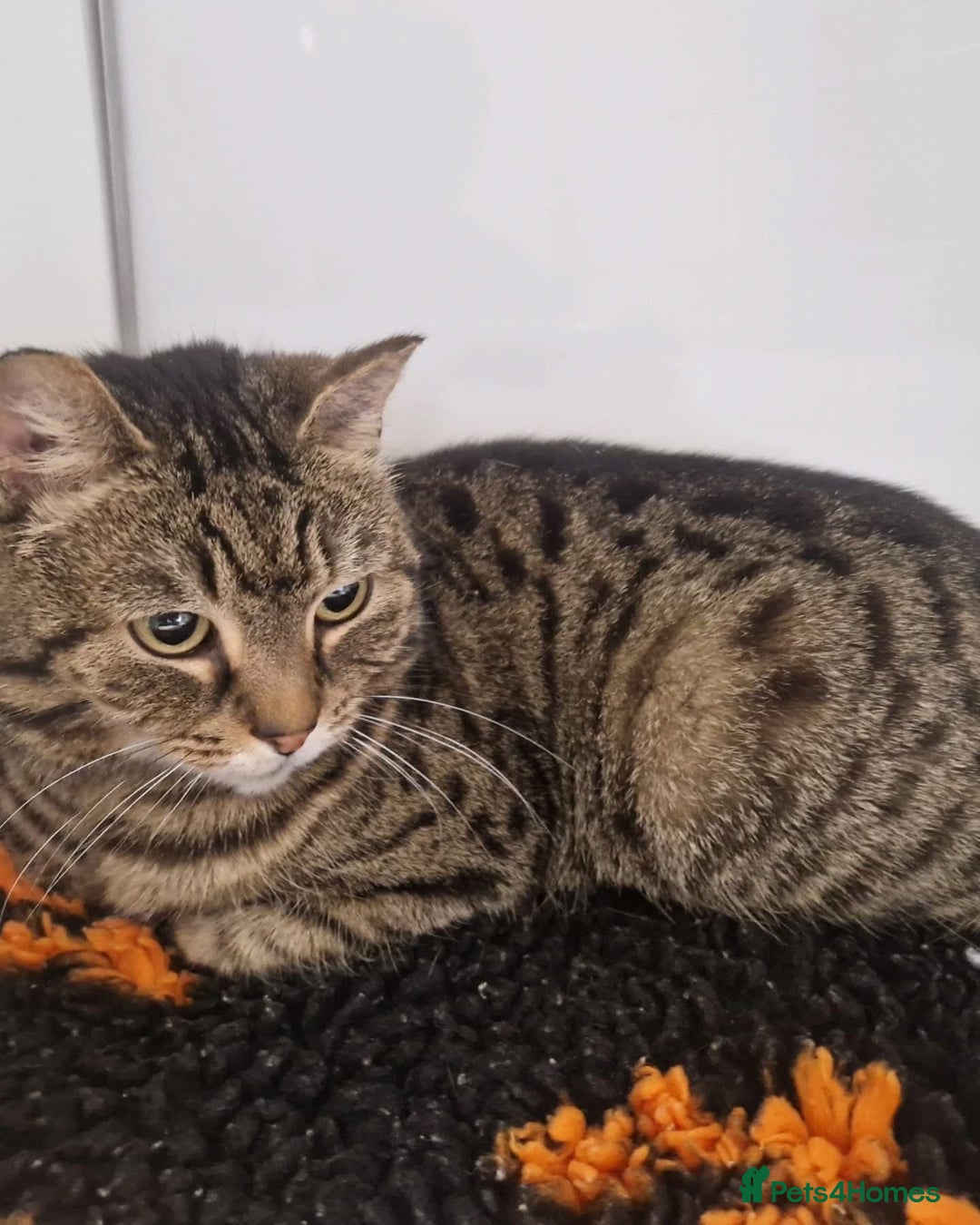 Domestic Shorthair cats for adoption: Whiskers, 12 year old female neutered  - Image 6
