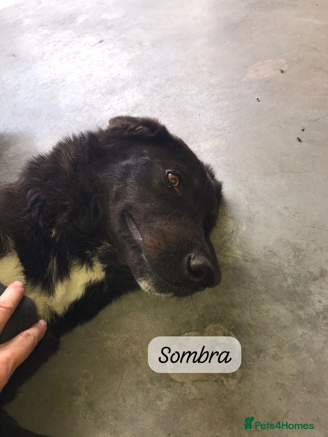 Mixed Breed dogs for adoption: Sombra, 1.5 yrs approx  Available for adoption  in Brixham - Image 26