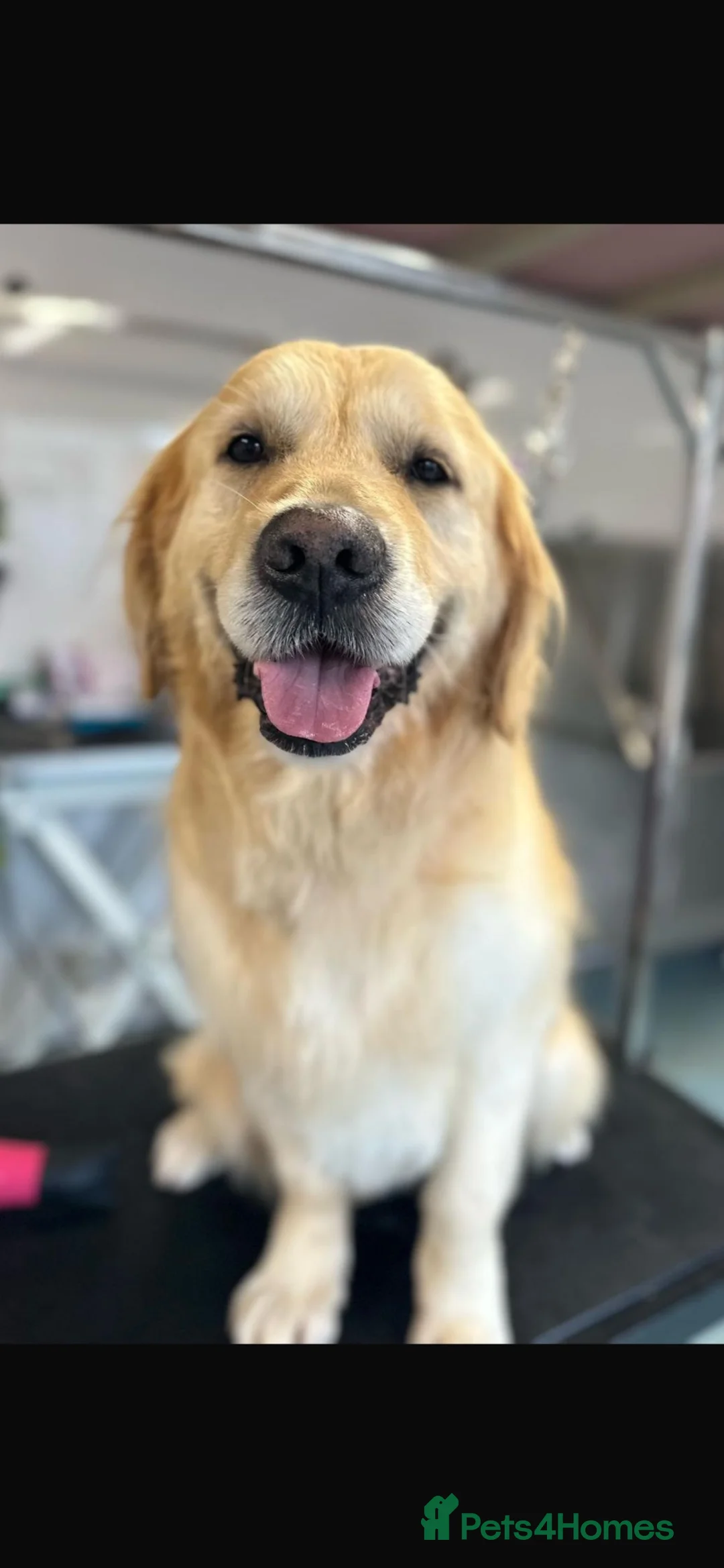 Golden Retriever dogs for sale: 2 Gorgeous Golden retriever family pets/stud dogs - Advert 2