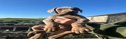 Dobermann dogs for sale: !! 1 FAWN MALE LEFT!! Dobermann puppies for sale  - Advert 4