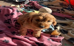 Cockapoo dogs for sale: Beautiful cockapoo girl puppy  - Image 2