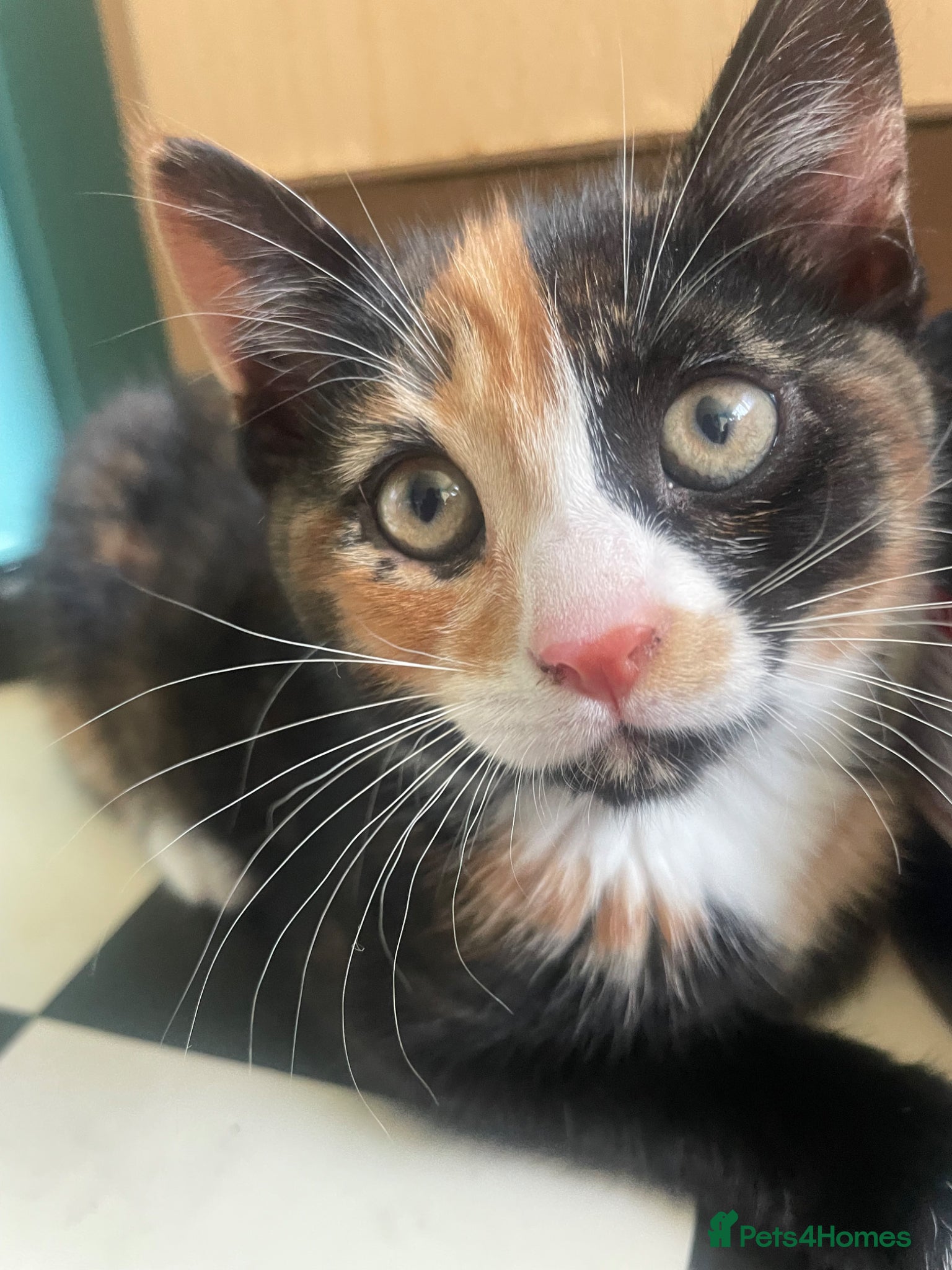 Mixed Breed cats Healthy kittens for sale - Advert 1