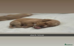 Labradoodle dogs for stud: Bailey the stud  in Glasgow - Image 34
