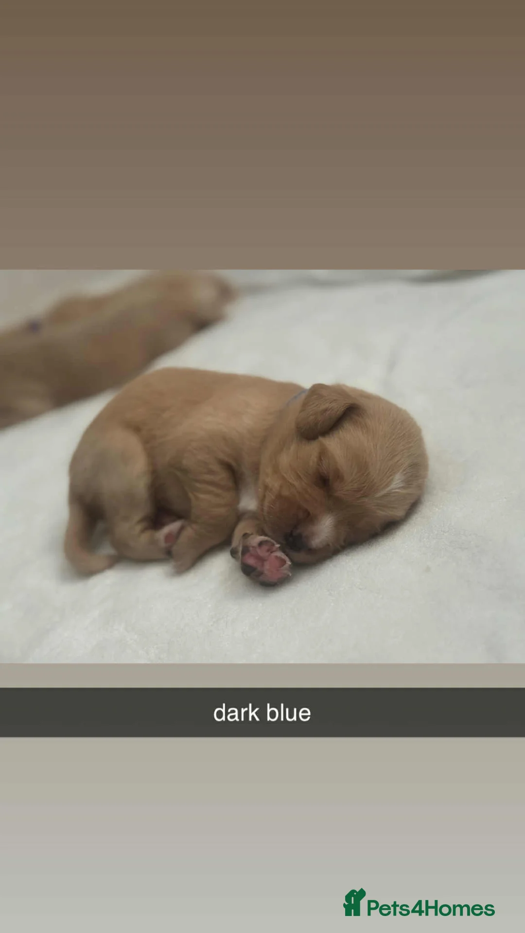 Labradoodle dogs for stud: Bailey the stud  in Glasgow - Advert 34